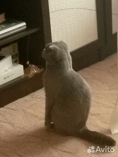 Вислоухий кот