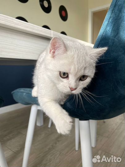 Британские котята