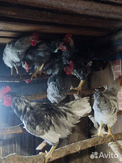 Петушки доминант, кучинские, гуси и утки