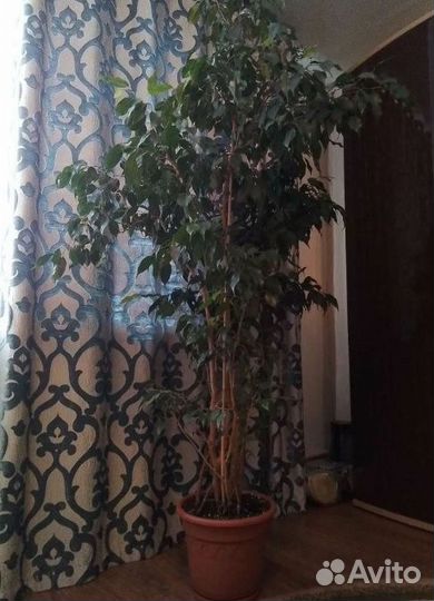 Фикус бенджамина 1.8м с горшком 8 литров