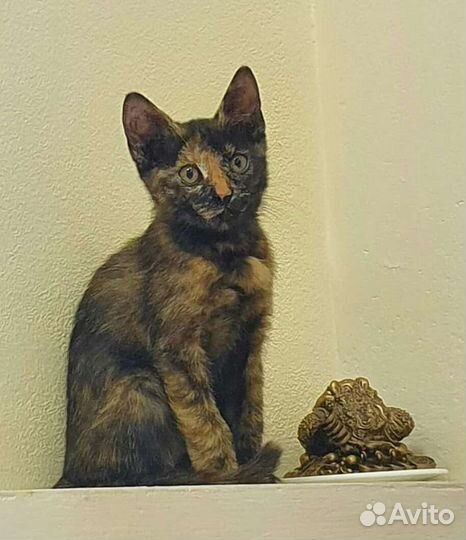 Котенок Глаша в добрые руки