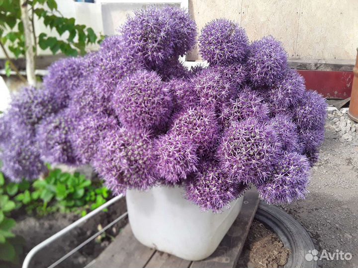 Лук Суворова