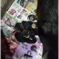 Кошка с котятами в добрые руки, Слоним