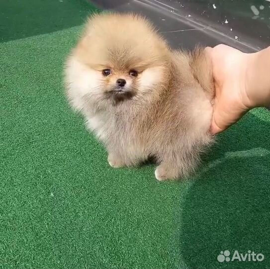 Шпицы супер мини и мини мишки. Мальчики