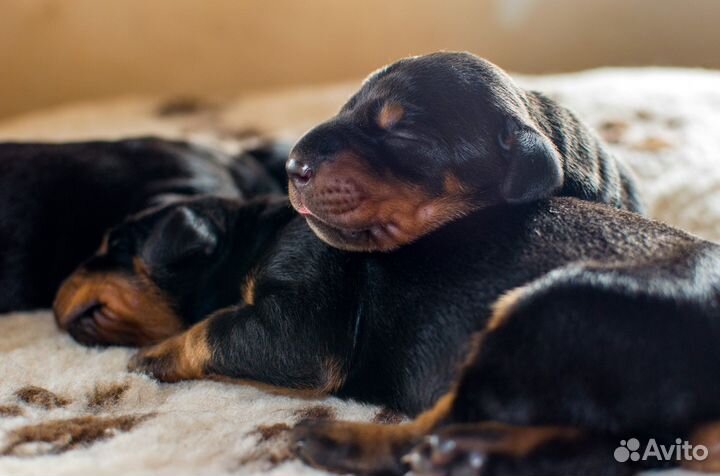 Щенки добермана
