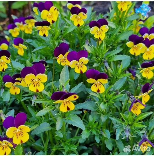 Анютины глазки, цветут с мая по август