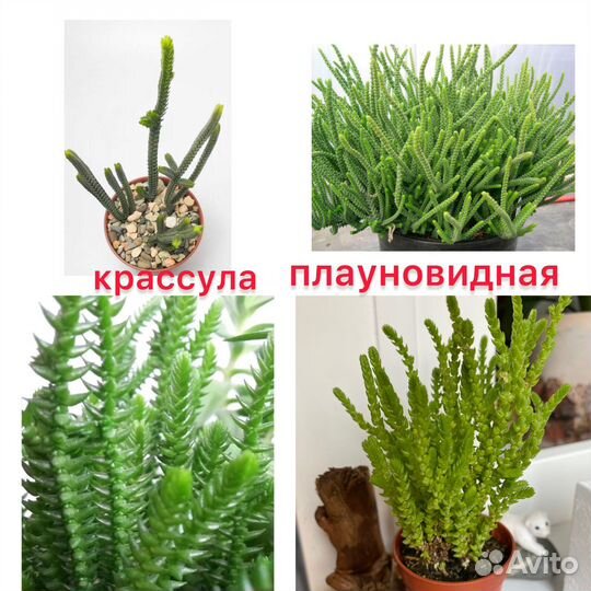Сукуленты
