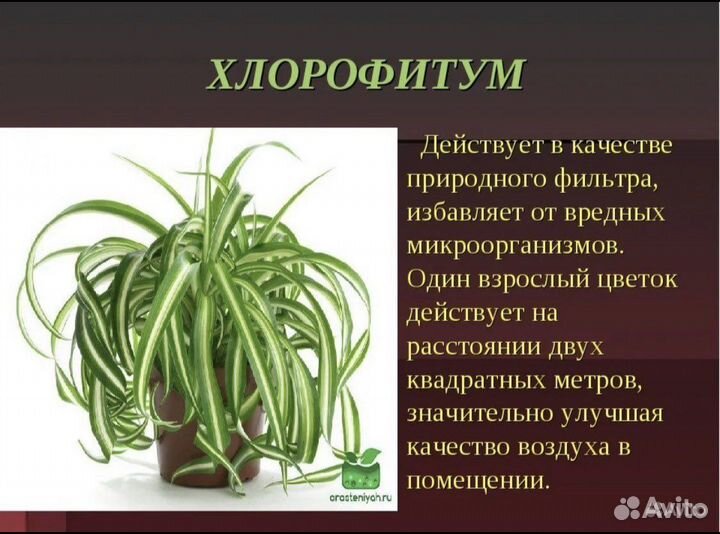 Отростки хлорофитума