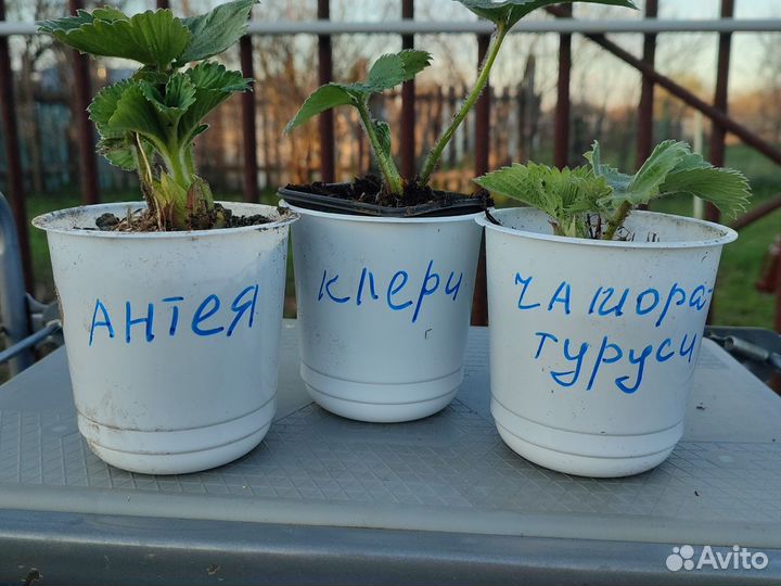 Рассада клубники
