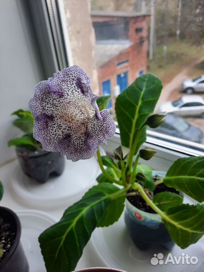 Глоксиния цветущая