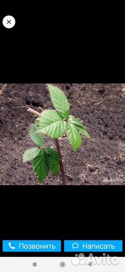 Ежевика кусты