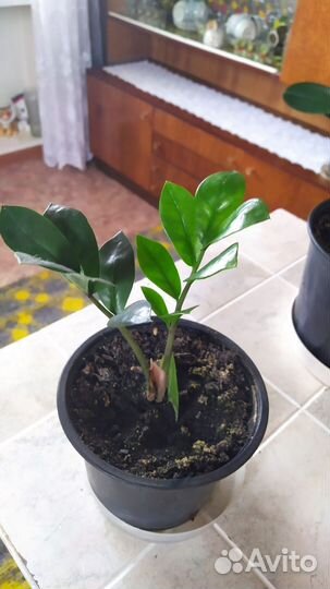 Замиокулькас