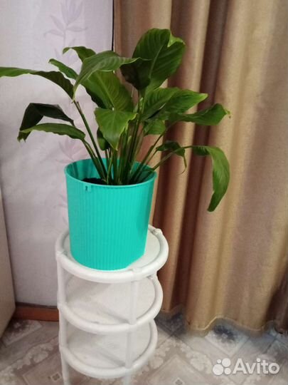 Спатифиллум