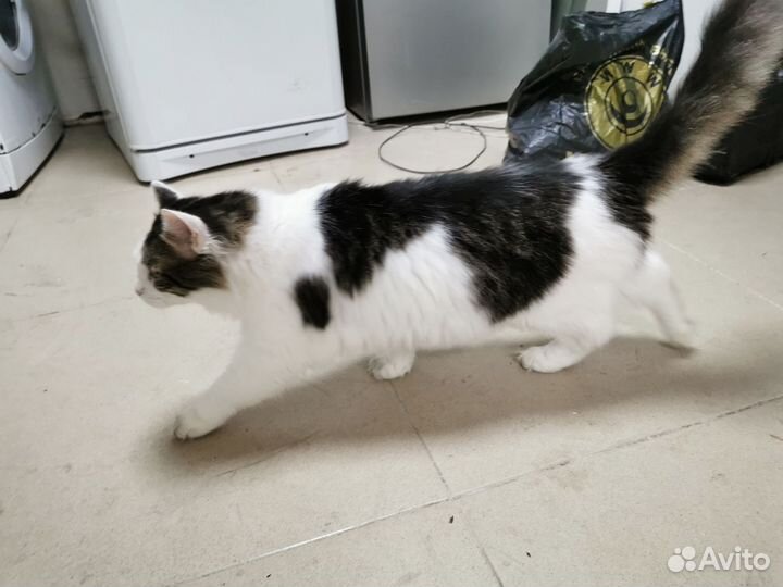 Кот Леопольд