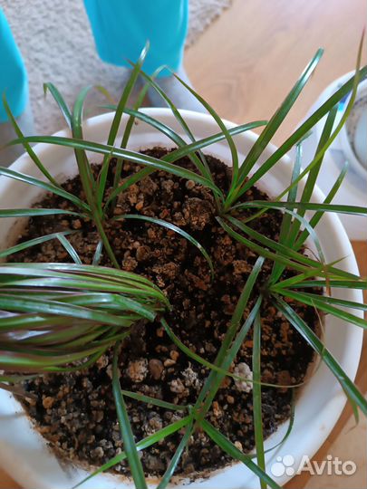 Драцена росток