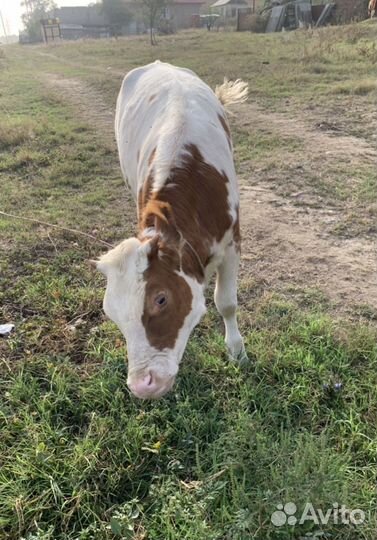 Айширская телка