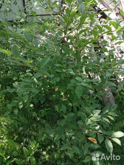 Саженцы малины, сливы, вишни