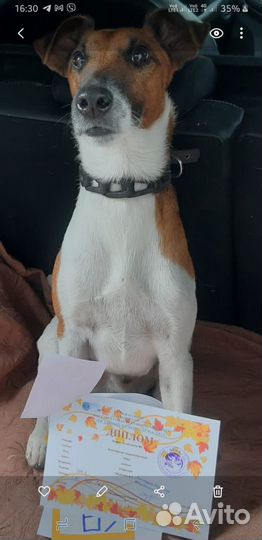 Фокстерьер для вязки