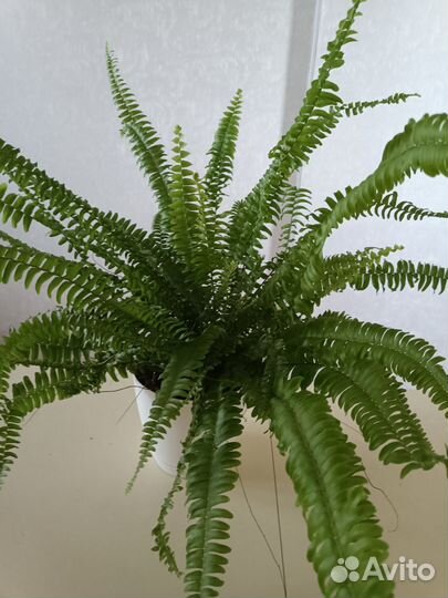 Папоротник Нефролепис Соната