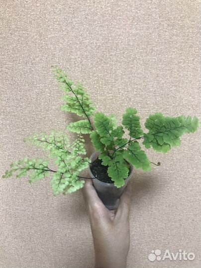 Папоротник адиантум