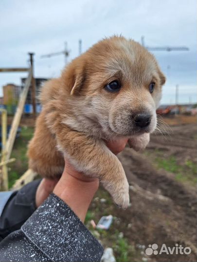 Щенок в добрые руки