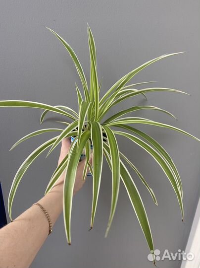 Хлорофитум