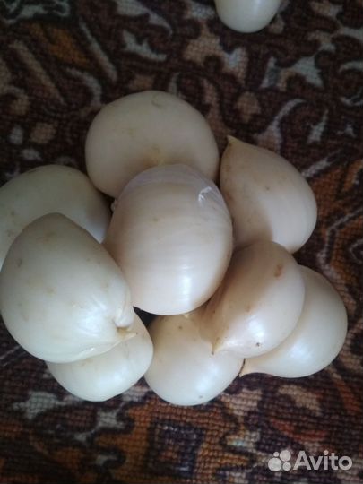 Алиум гладиатор