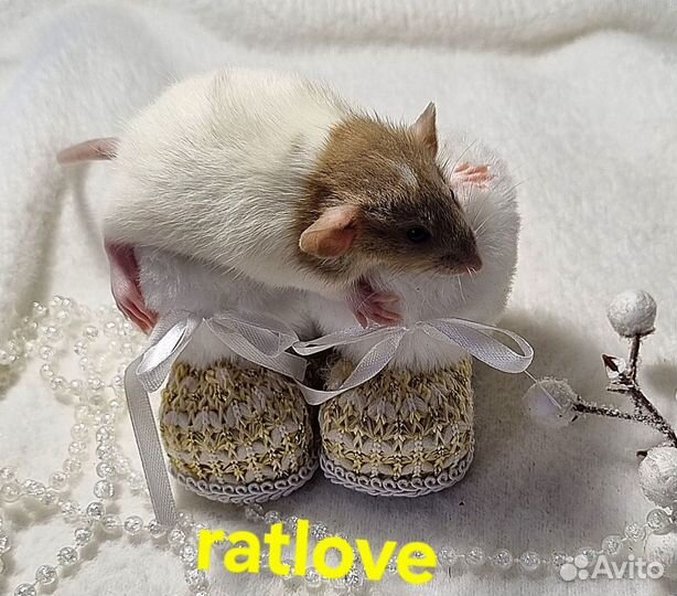 Крысята дамбо домашнего разведения от ratlove