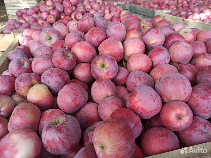Яблоки сорта 