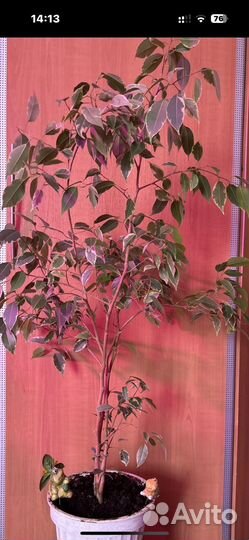 Комнатные растения цветы большие