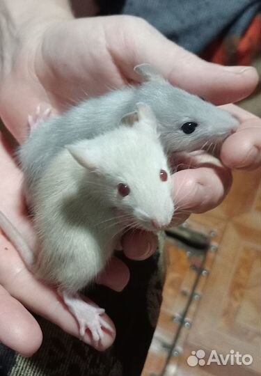 Продам декоративных крыс