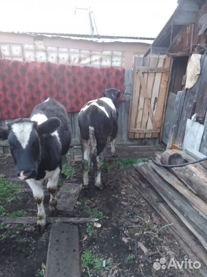 Быка и телёнок