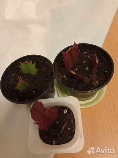 Декабрист шлюмбергера Красный