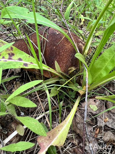 Белые грибы свежие