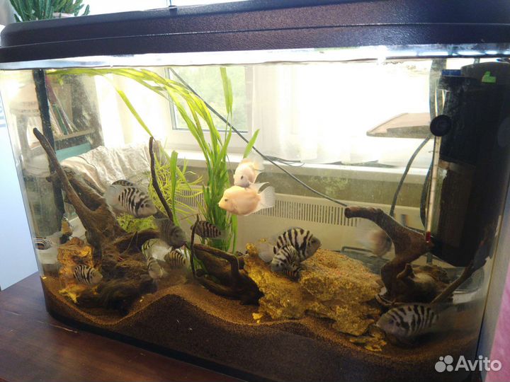 Аквариум с рыбками