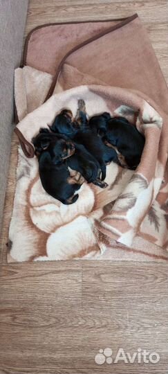 Собака маленькая порода