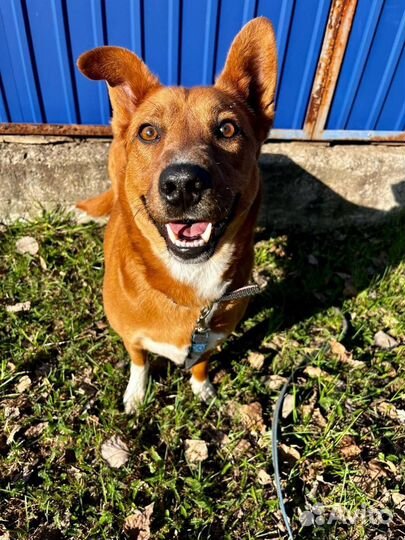 Собака Белка