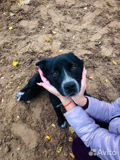 Ласковое Чудо