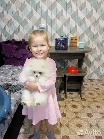 Померанский шпиц мини