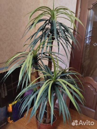Пальма драцена
