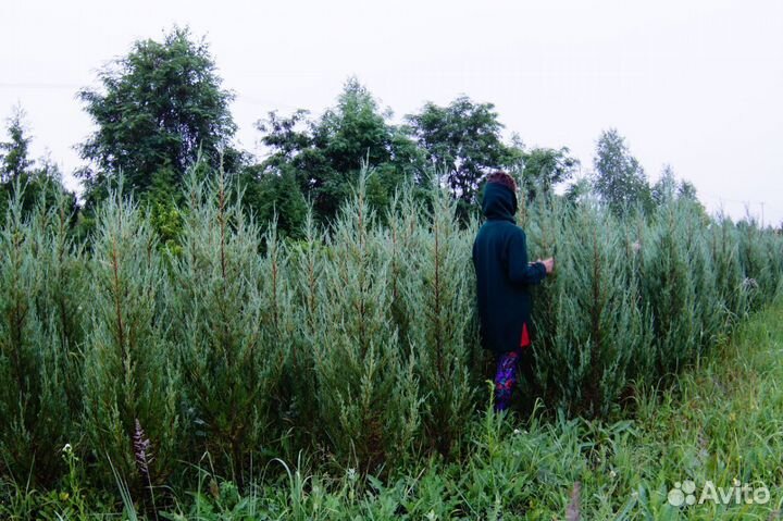 Можжевельник скальный Блю Эрроу