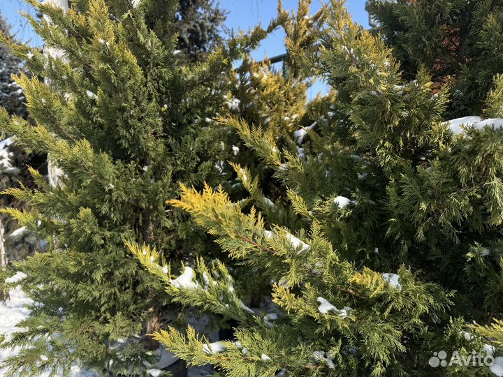 Купрессоципарис