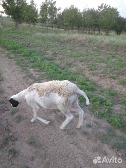 Ярки дорпер