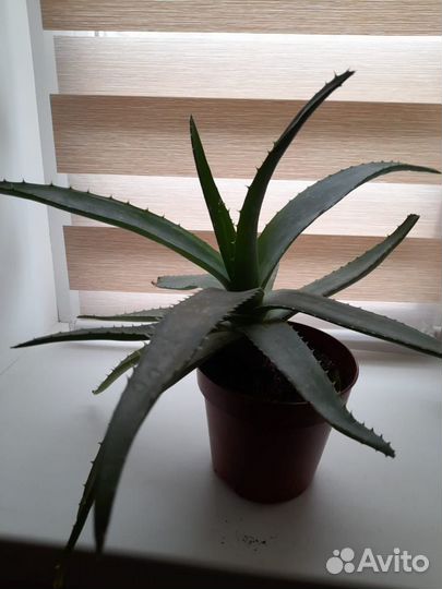Лечебный алоэ вера 3х летний