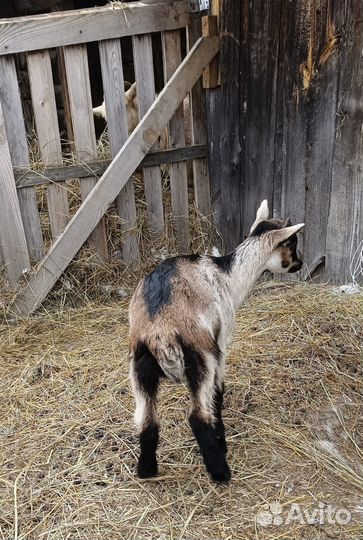 Козы, козочки, козлята