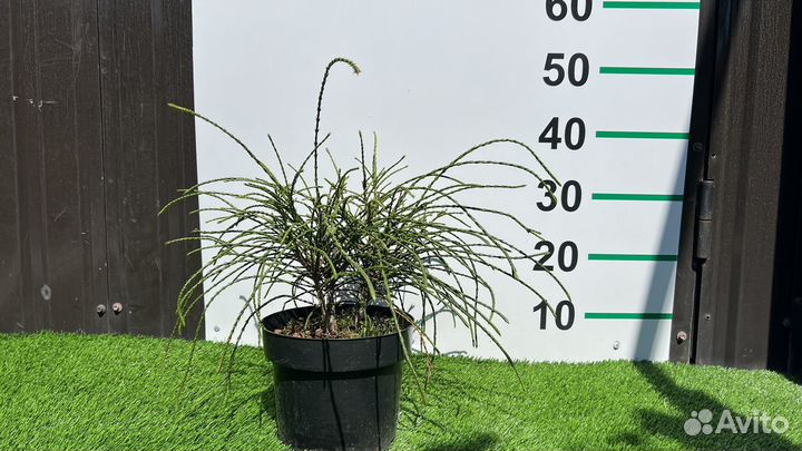 Туя Пликата Випкорд 30 см