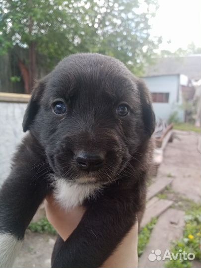 Собака в добрые руки отдам бесплатно