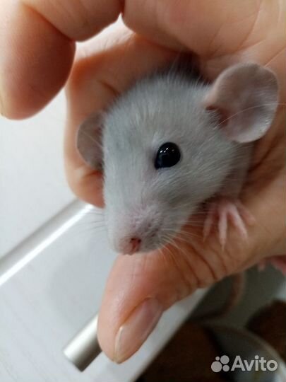 Крыса дамбо