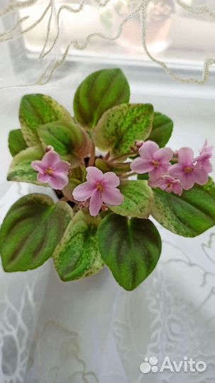 Сортовые фиалки