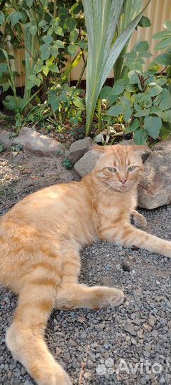 Рыжий кот